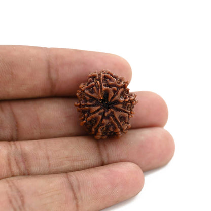9 Mukhi Rudraksha (Nepal) 23.2 M.M.