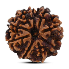 9 Mukhi Rudraksha (Nepal) 25.59 M.M.