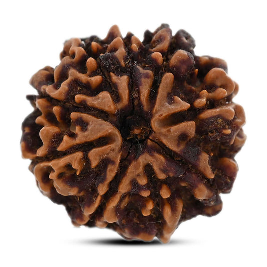 9 Mukhi Rudraksha (Nepal) 25.59 M.M.