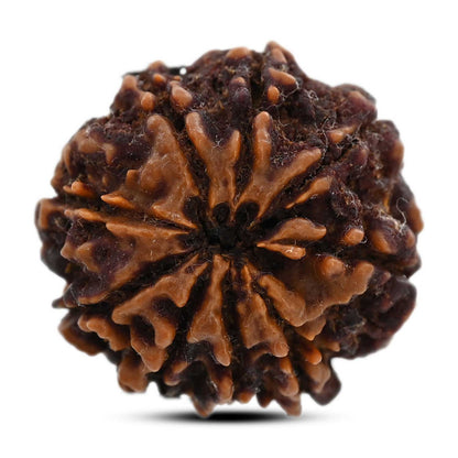 9 Mukhi Rudraksha (Nepal) 25.59 M.M.