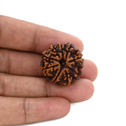 9 Mukhi Rudraksha (Nepal) 25.59 M.M.
