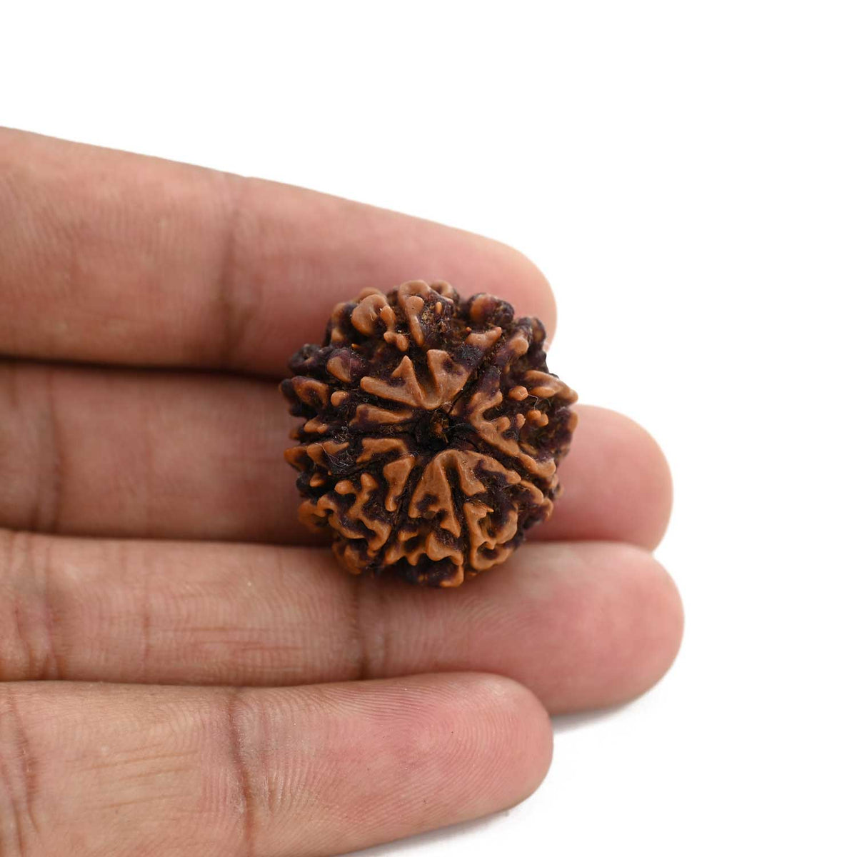 9 Mukhi Rudraksha (Nepal) 25.59 M.M.