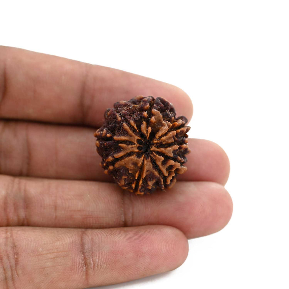 9 Mukhi Rudraksha (Nepal) 25.59 M.M.