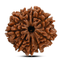 9 Mukhi Rudraksha (Nepal) 23.71 M.M.