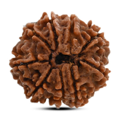 9 Mukhi Rudraksha (Nepal) 23.71 M.M.