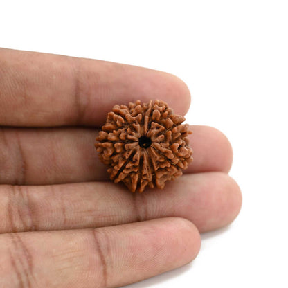 9 Mukhi Rudraksha (Nepal) 23.71 M.M.