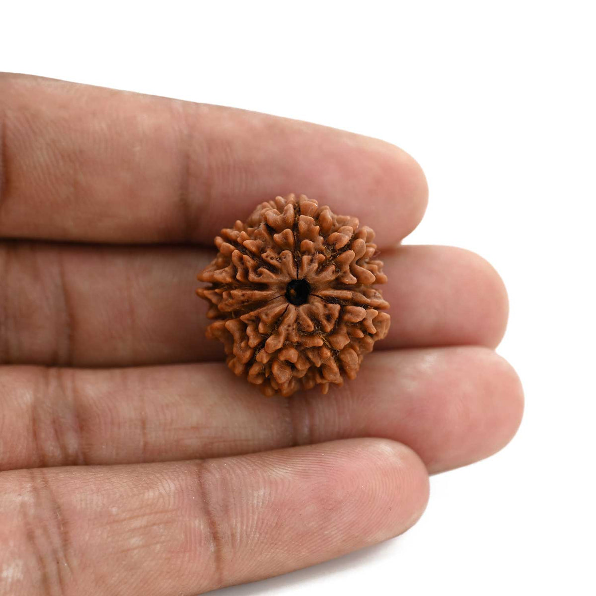 9 Mukhi Rudraksha (Nepal) 23.71 M.M.