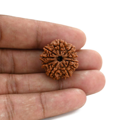 9 Mukhi Rudraksha (Nepal) 23.71 M.M.
