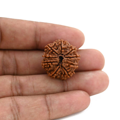9 Mukhi Rudraksha (Nepal) 23.71 M.M.
