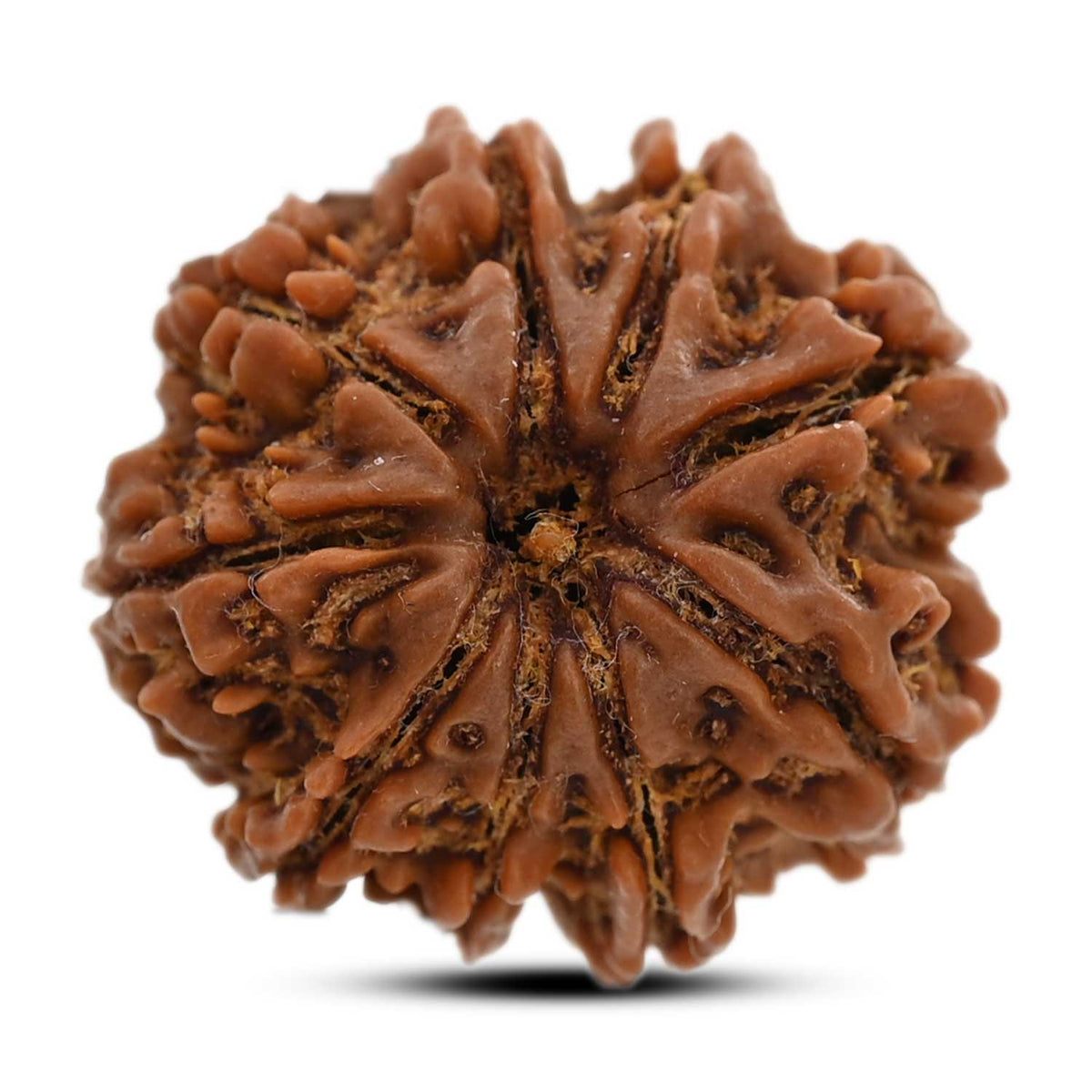 9 Mukhi Rudraksha (Nepal) 24.84 M.M.