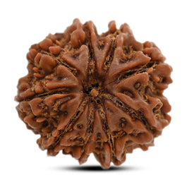 9 Mukhi Rudraksha (Nepal) 24.84 M.M.