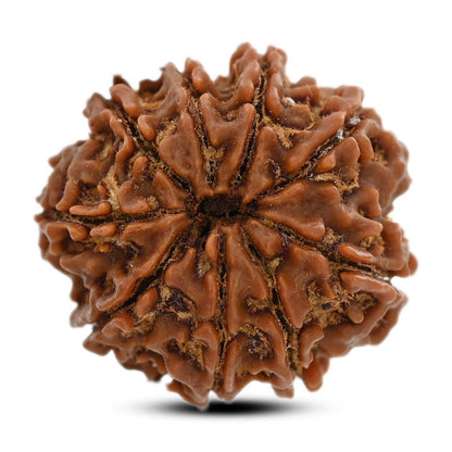 9 Mukhi Rudraksha (Nepal) 24.84 M.M.