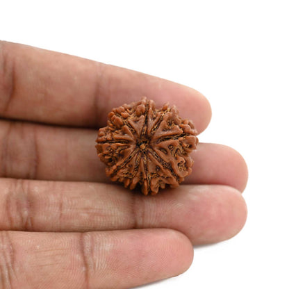 9 Mukhi Rudraksha (Nepal) 24.84 M.M.