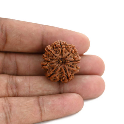 9 Mukhi Rudraksha (Nepal) 24.84 M.M.