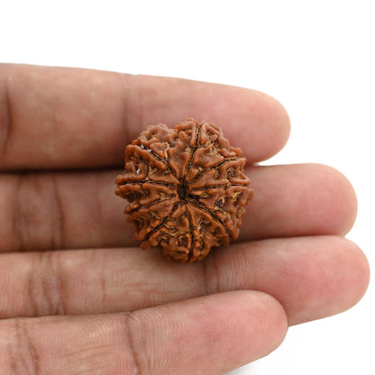 9 Mukhi Rudraksha (Nepal) 24.84 M.M.