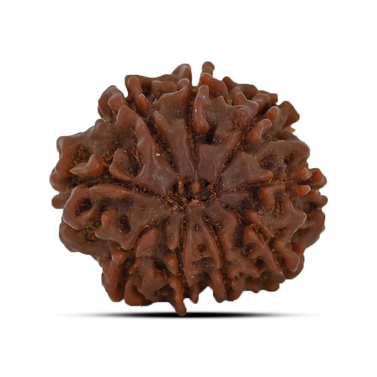 9 Mukhi Rudraksha (Nepal) 21.53 MM