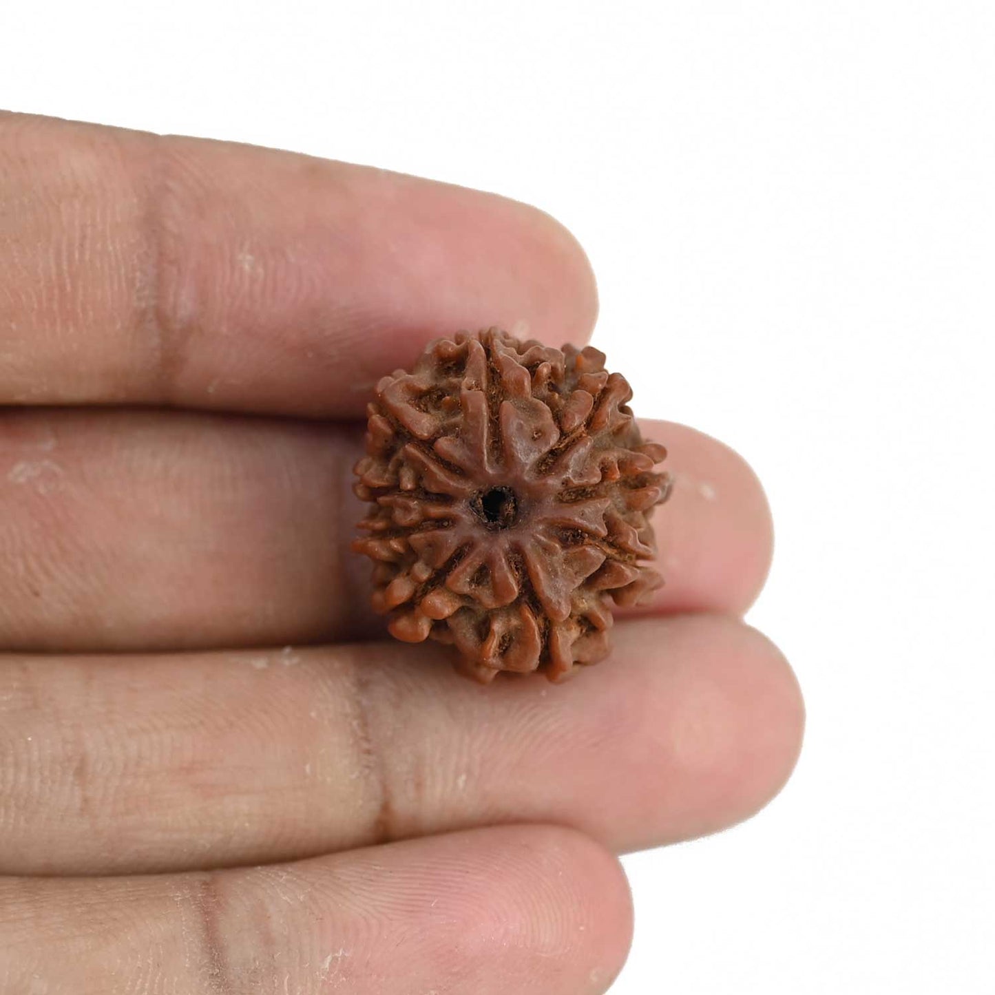 9 Mukhi Rudraksha (Nepal) 21.53 MM
