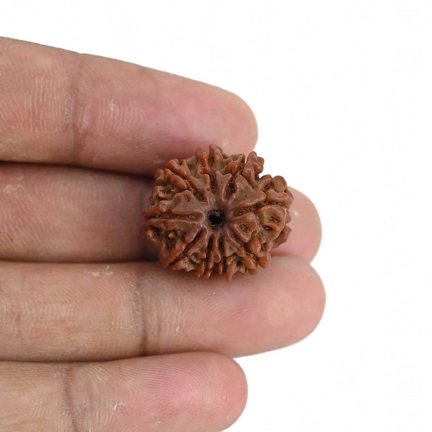 9 Mukhi Rudraksha (Nepal) 21.53 MM