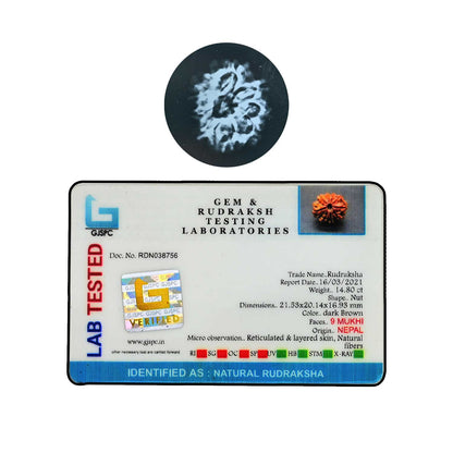 9 Mukhi Rudraksha (Nepal) 21.53 MM