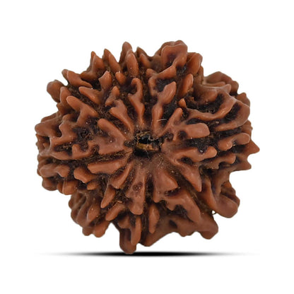 9 Mukhi Rudraksha (Nepal) 21.38 MM