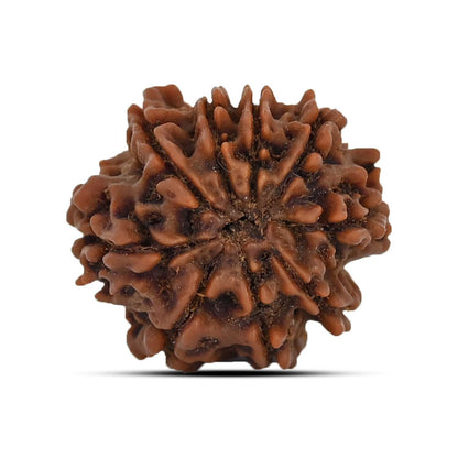 9 Mukhi Rudraksha (Nepal) 21.38 MM