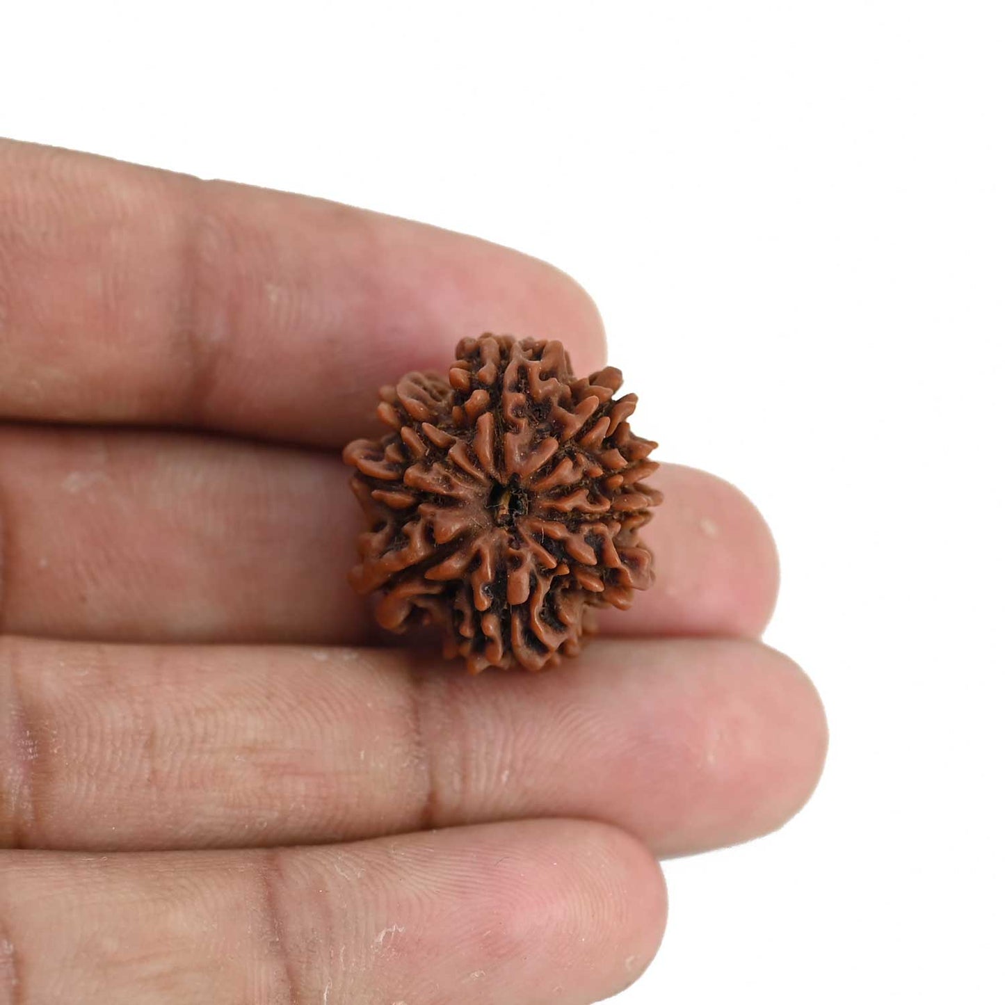 9 Mukhi Rudraksha (Nepal) 21.38 MM