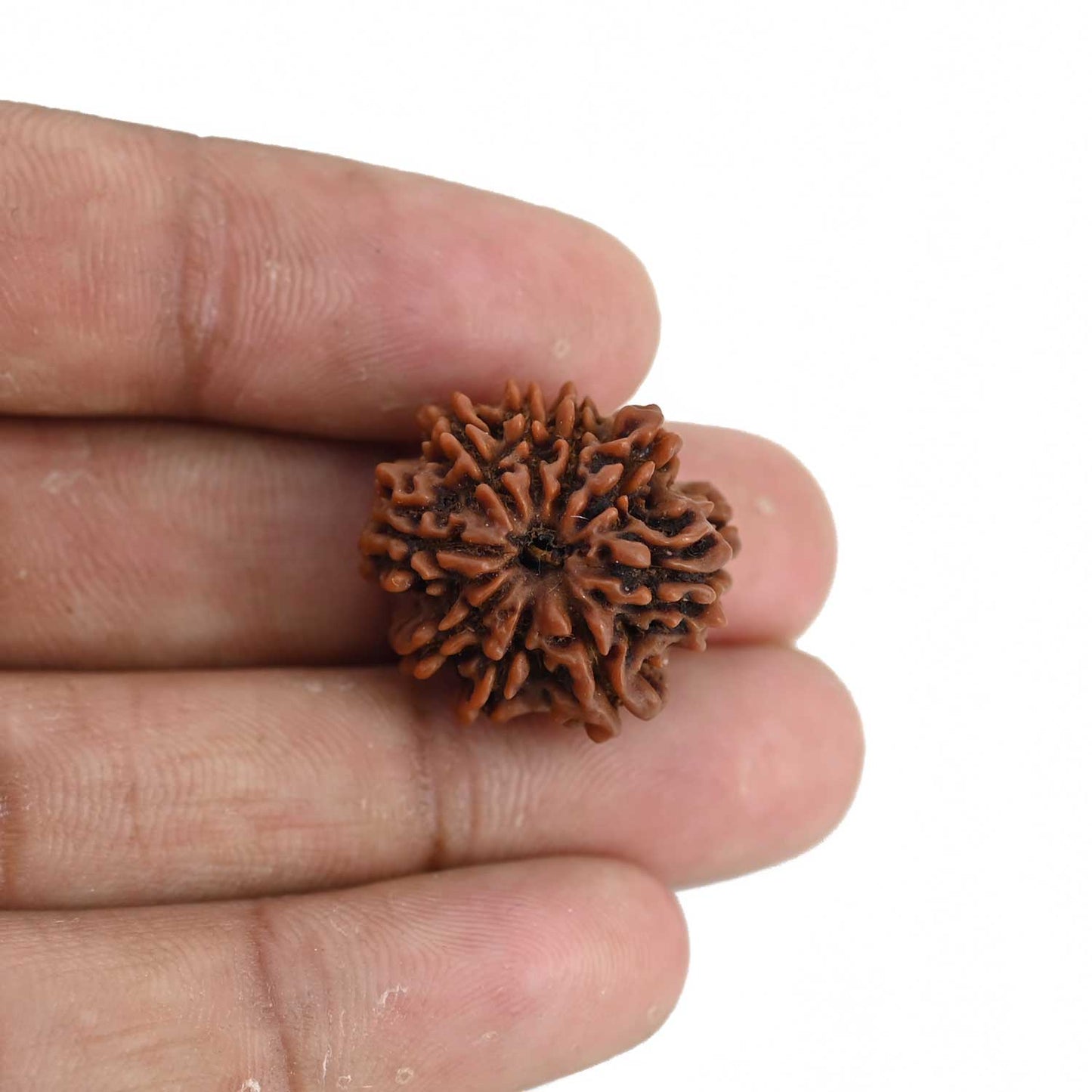 9 Mukhi Rudraksha (Nepal) 21.38 MM