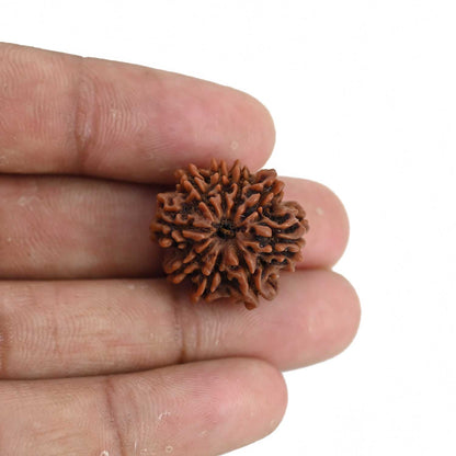 9 Mukhi Rudraksha (Nepal) 21.38 MM