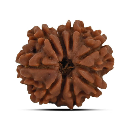 9 Mukhi Rudraksha (Nepal) 21.52 MM