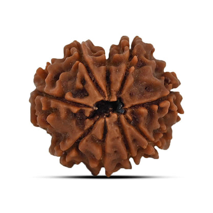 9 Mukhi Rudraksha (Nepal) 21.52 MM