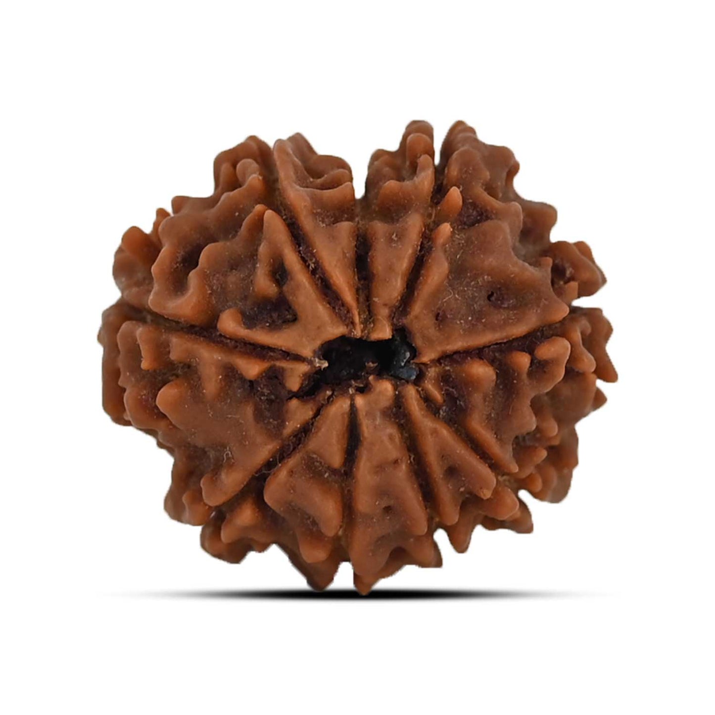 9 Mukhi Rudraksha (Nepal) 21.52 MM