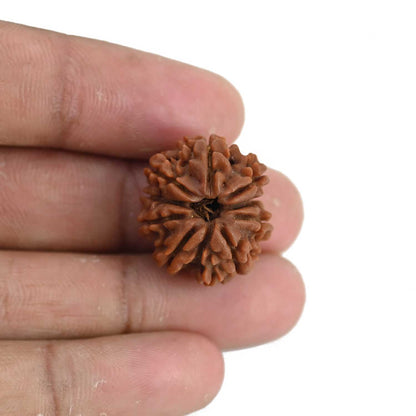 9 Mukhi Rudraksha (Nepal) 21.52 MM