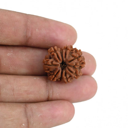 9 Mukhi Rudraksha (Nepal) 21.52 MM
