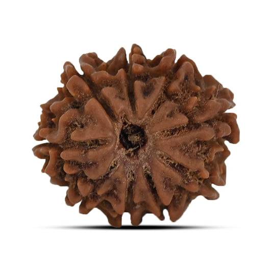 9 Mukhi Rudraksha (Nepal) 22.29 MM