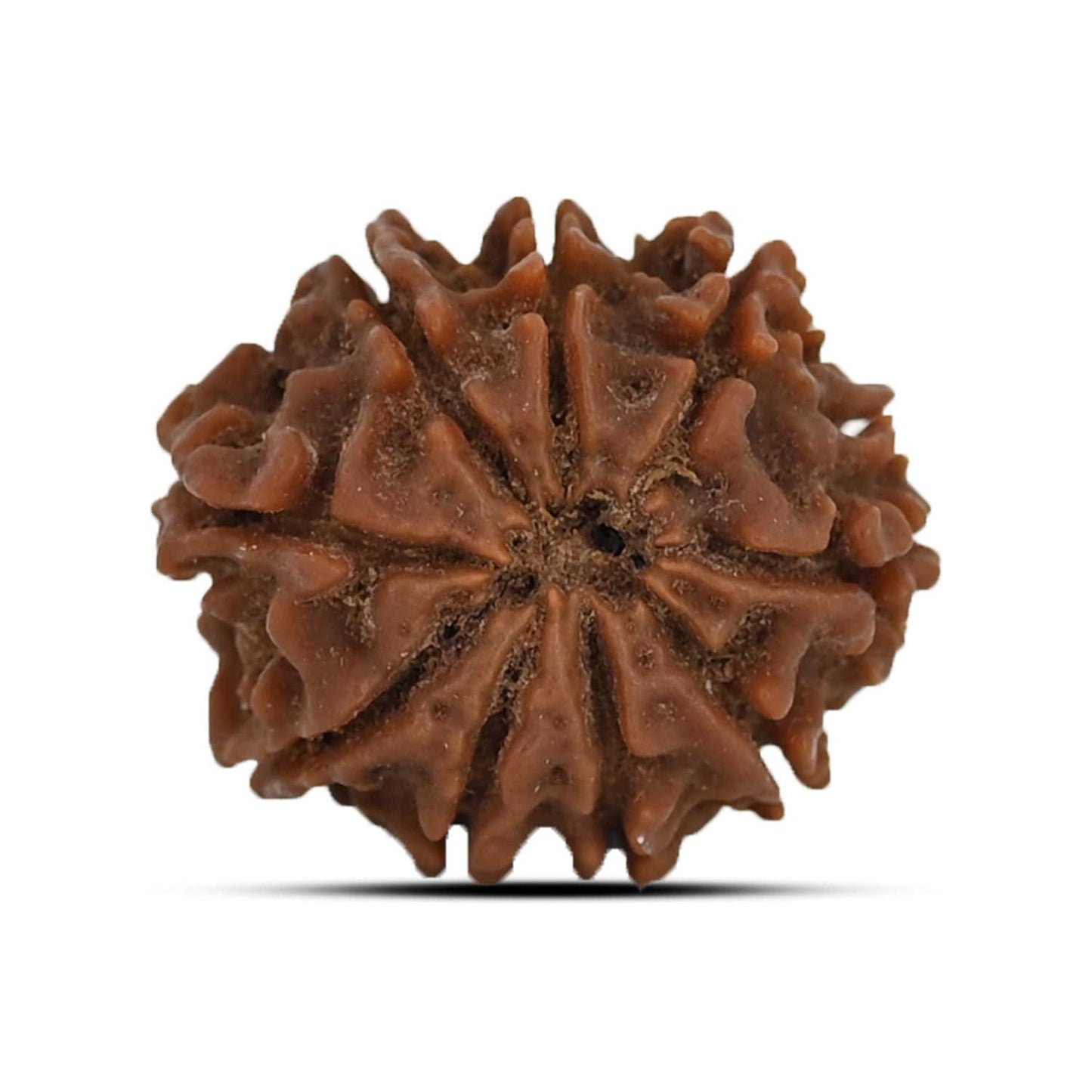 9 Mukhi Rudraksha (Nepal) 22.29 MM