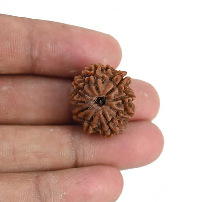 9 Mukhi Rudraksha (Nepal) 22.29 MM