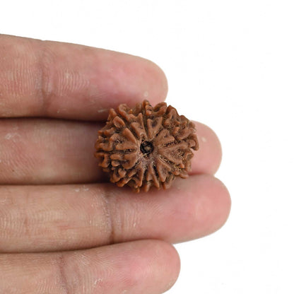 9 Mukhi Rudraksha (Nepal) 22.29 MM