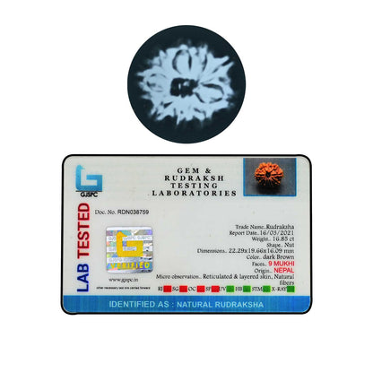 9 Mukhi Rudraksha (Nepal) 22.29 MM
