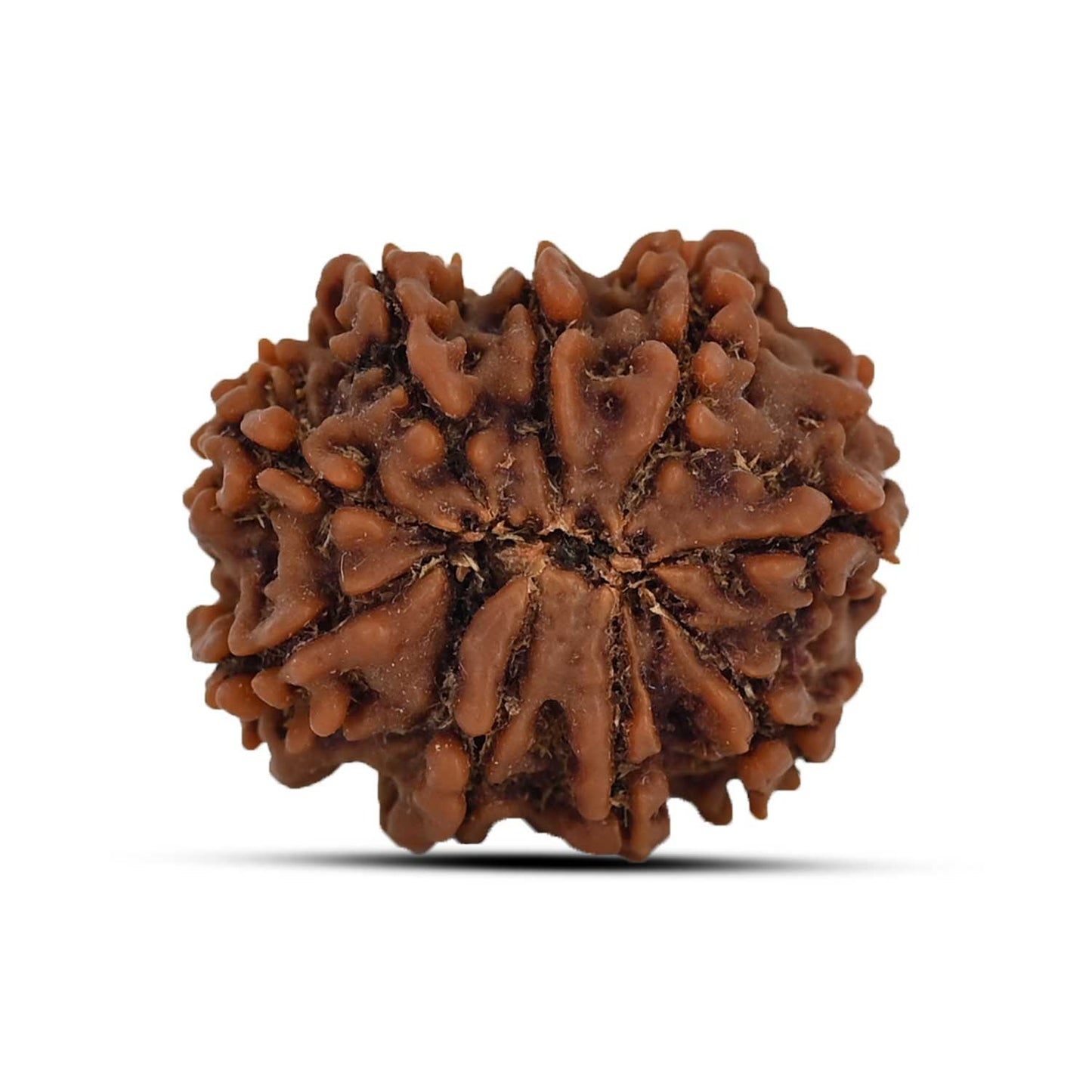 9 Mukhi Rudraksha (Nepal) 25.08 MM