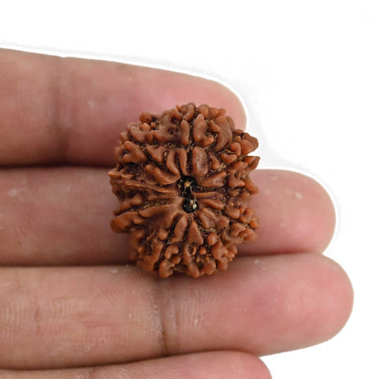 9 Mukhi Rudraksha (Nepal) 25.08 MM