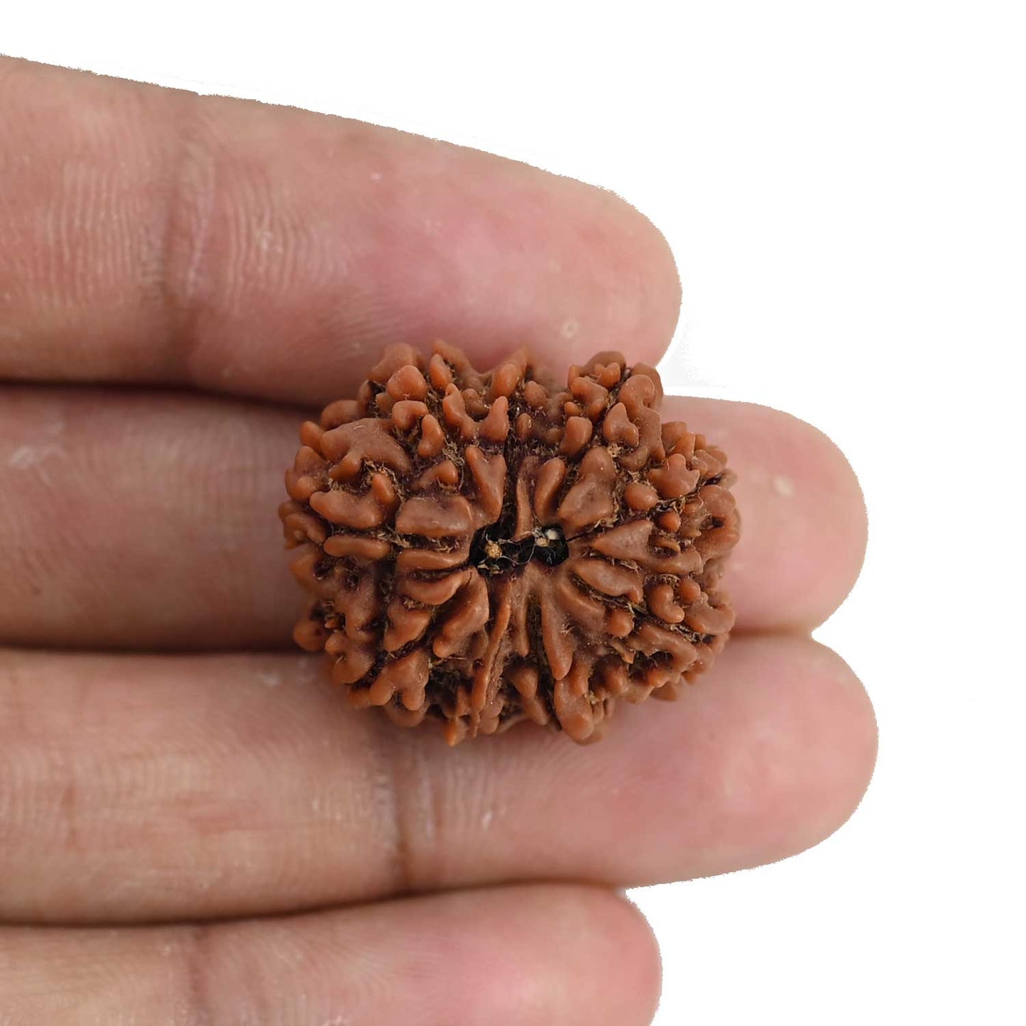 9 Mukhi Rudraksha (Nepal) 25.08 MM