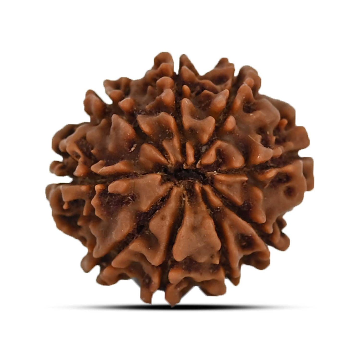 9 Mukhi Rudraksha (Nepal) 20.03 MM