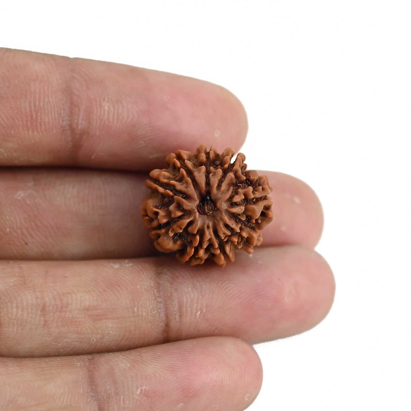 9 Mukhi Rudraksha (Nepal) 20.03 MM