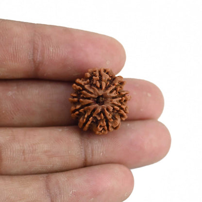 9 Mukhi Rudraksha (Nepal) 20.03 MM