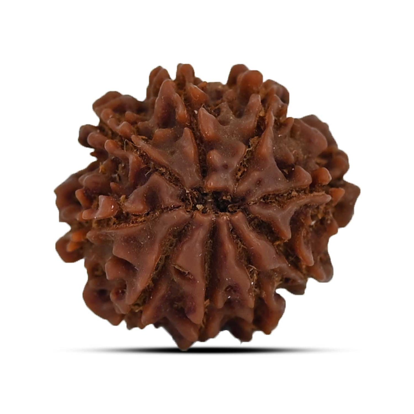 9 Mukhi Rudraksha (Nepal) 21.65 MM