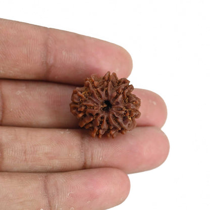 9 Mukhi Rudraksha (Nepal) 21.65 MM