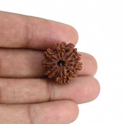 9 Mukhi Rudraksha (Nepal) 21.65 MM
