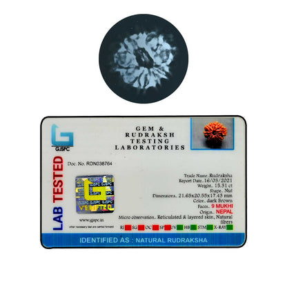 9 Mukhi Rudraksha (Nepal) 21.65 MM