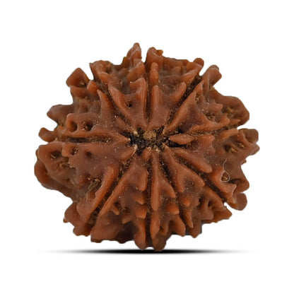 9 Mukhi Rudraksha (Nepal) 20.56 MM