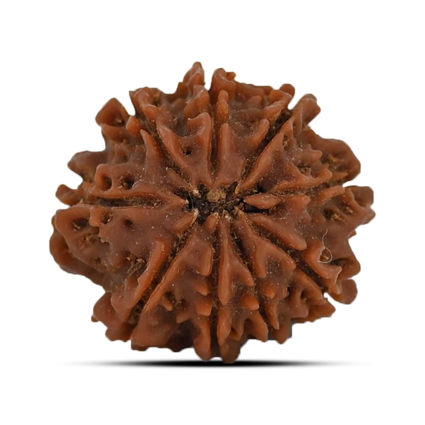 9 Mukhi Rudraksha (Nepal) 20.56 MM